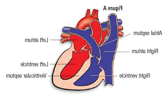 Medical Illustration of Heart - Figure A